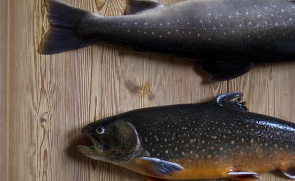 Salmerino di Preore